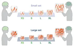 Uncovering the brain’s flexible mechanisms for representing diverse numbers