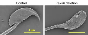 Uncovering the protein complex critical to male fertility