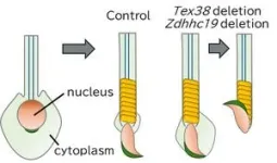 Uncovering the protein complex critical to male fertility 2