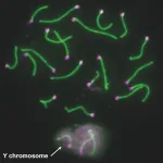 Uncovering the role of Y chromosome genes in male fertility in mice