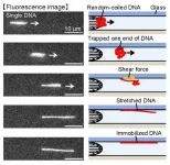 Uncurling a single DNA molecule and gluing it down helps sharpen images