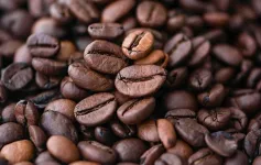 Under climate change scenarios, 30-44% more land in Ethiopia might become suitable for growing arabica coffee by 2080, although some cultivated areas might also become unsuitable, per modelling study