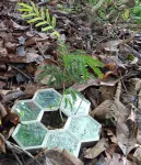 Under-plant mirrors improve endangered plant survival and growth