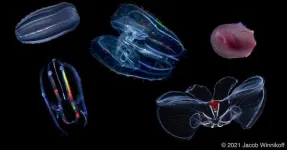 Under pressure: How comb jellies have adapted to life at the bottom of the ocean