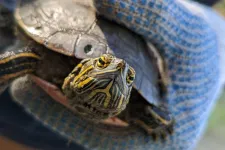 Undergrad-driven project reveals drought’s effects on painted turtles