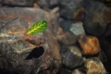 Understanding atmospheric flash droughts in the Caribbean