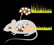 Understanding cellular clock synchronization