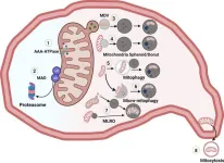 Understanding chronic liver disease through the powerhouse of the cells