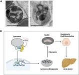 Understanding chronic liver disease through the powerhouse of the cells 2