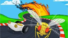 Understanding fruit fly behavior may be next step toward autonomous vehicles