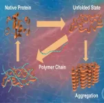 Understanding how zwitterionic polymers can lead to safer drugs and disease prevention