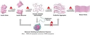 Understanding how zwitterionic polymers can lead to safer drugs and disease prevention 3