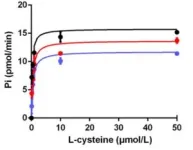 Understanding the origin of superconductivity in high-temperature copper oxide superconductors 3