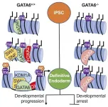 Understanding what drives a liver cell to be a liver cell and not another cell type