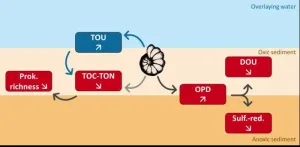 Underwater architects: The ‘burrowing effect’ of foraminifera on marine environments