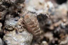 Underwater mud volcanos are a haven for marine organisms 3