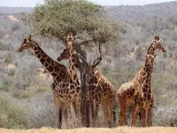 Unexpected discoveries in study of giraffe gut flora