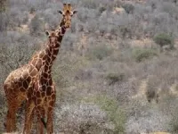 Unexpected discoveries in study of giraffe gut flora 2