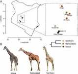 Unexpected discoveries in study of giraffe gut flora 3