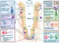 Unfolded protein response: A key regulator of intestinal health and disease