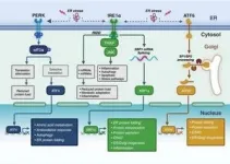 Unfolded protein response: A key regulator of intestinal health and disease 2