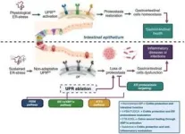 Unfolded protein response: A key regulator of intestinal health and disease 3