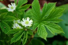 Uniform drying time for goldenseal to enhance medicinal qualities of forest herb