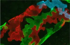 Unique cell shape keeps lymphatic vessels and plant leaves stable