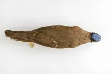 Unique dove species is the dodo of the Caribbean and in similar danger of dying out