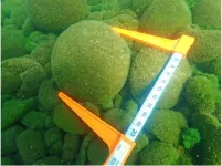 Unique marimo threatened by rising lake temperatures