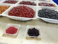 Unique Mexican black and pinto bean varieties are high in healthy compounds 2