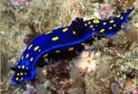 University of Californias unofficial favorite sea slug poised to make a comeback