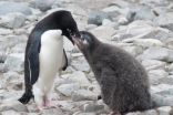 University of Delaware study connects penguin chick weights to local weather conditions 2