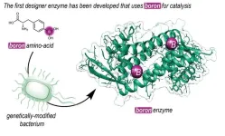 University of Groningen chemists produce new-to-nature enzyme containing boron