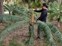 University of Guam: Less than 10% of transplanted cycads survive long-term in foreign soil