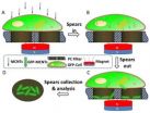 University of Houston researchers create new method to draw molecules from live cells