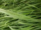 University of Illinois researchers discover potential new virus in switchgrass