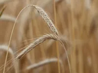 University of Maryland co-publishes the first full reference genome for rye