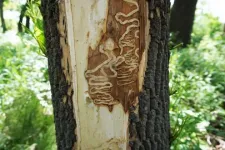 University of Minnesota scientists discover attacking fungi that show promise against emerald ash borer