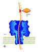 University of Utah chemists use nanopores to detect DNA damage