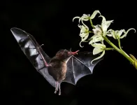 University of Washington researchers take flight with new insights on bat evolution