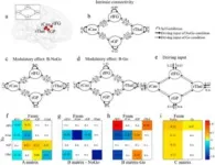 Unlocking brain secrets: New insights into how our minds control impulses 2