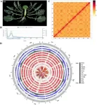 Unlocking broccoli's genome: key to enhanced health benefits