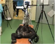 Unlocking heart health: advancing noninvasive monitoring in chimpanzees