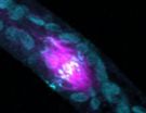 Unlocking long-hidden mechanisms of plant cell division