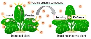 Unlocking natures silent conversations: Real-time visualization of plant-plant communications through airborne volatiles