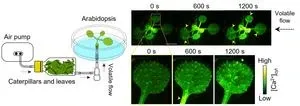 Unlocking nature's silent conversations: Real-time visualization of plant-plant communications through airborne volatiles 2