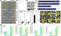 Unlocking salt resistance: sea lavenders genetic secret revealed