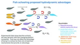 Unlocking the energetic secrets of collective animal movement: How group behavior reduces energy costs in fish 2