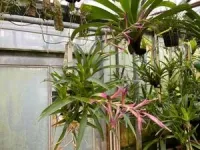 Unlocking the genetic mysteries behind plant adaptation: New insights into the evolution of a water-saving trait in the pineapple family (bromeliaceae) 2